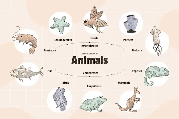 Animal Biology